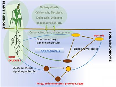 Perspectives and Challenges of Microbial Application for Crop Improvement